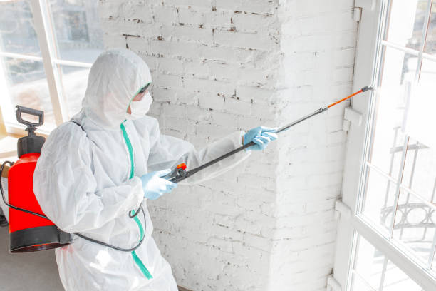 Why You Should Choose Our Mold Remediation Services in Ravenswood, WV