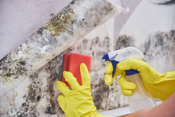 Mold Remediation for Rental Properties in Ravenswood, WV